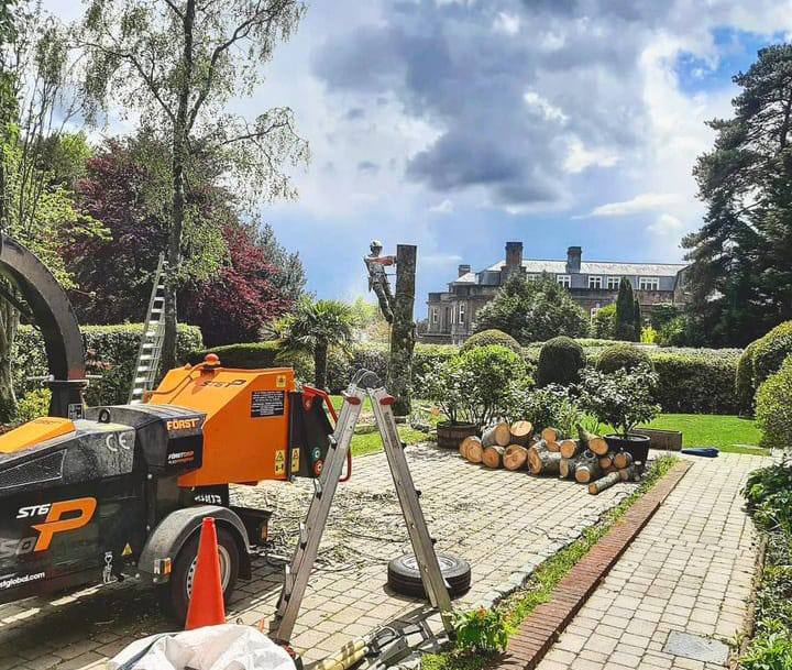 This is a photo of a tree being felled. A tree surgeon is currently removing the last section, the logs are stacked in a pile. Ripley Tree Surgeons